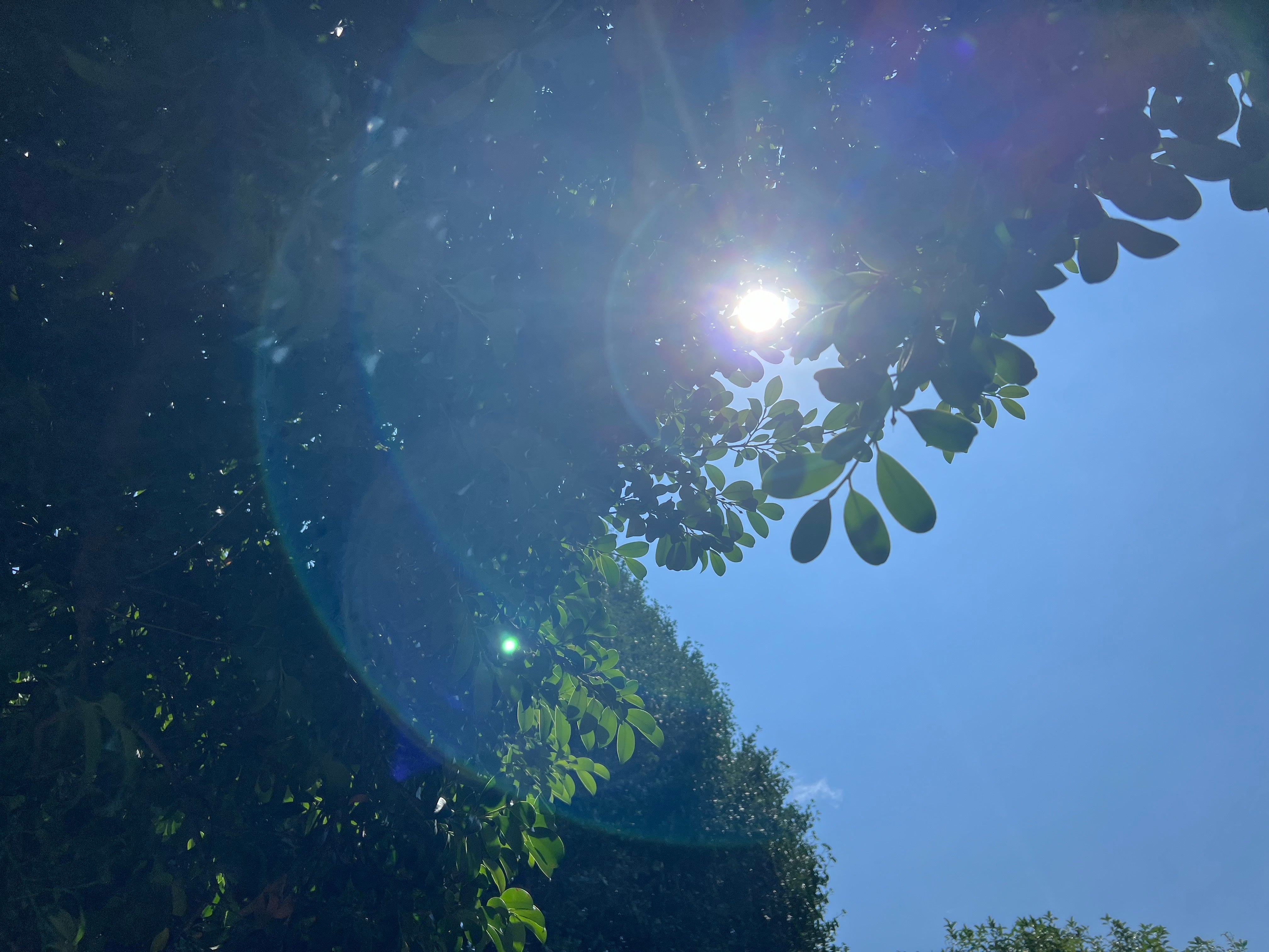 「夏のある日」