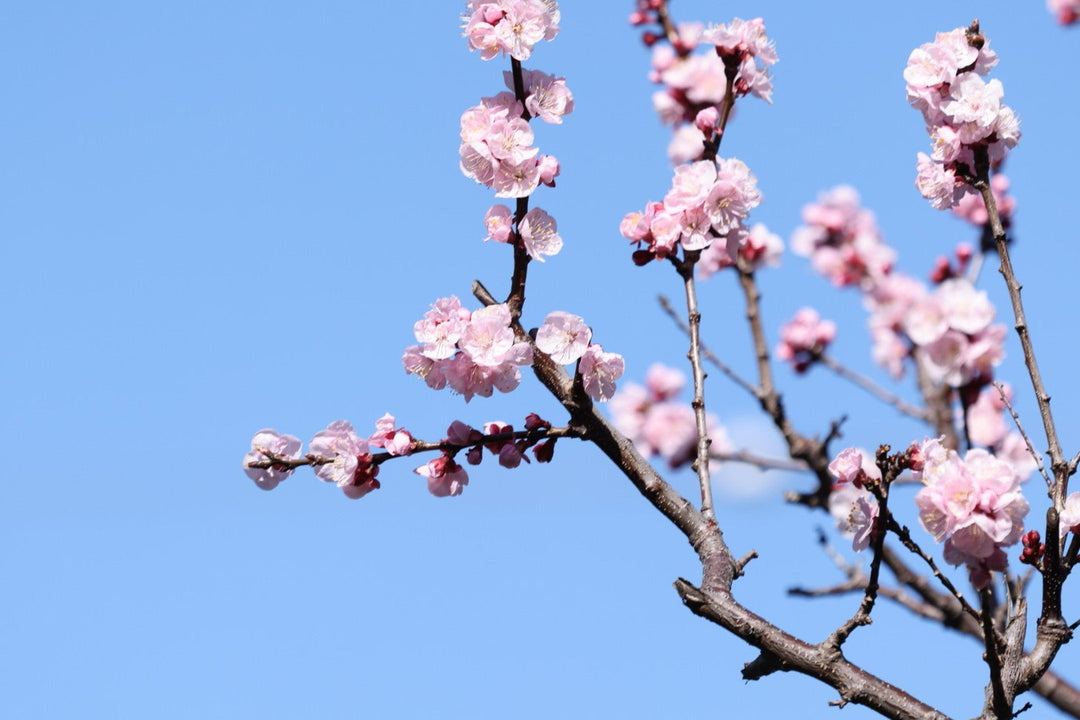 Signs of Spring