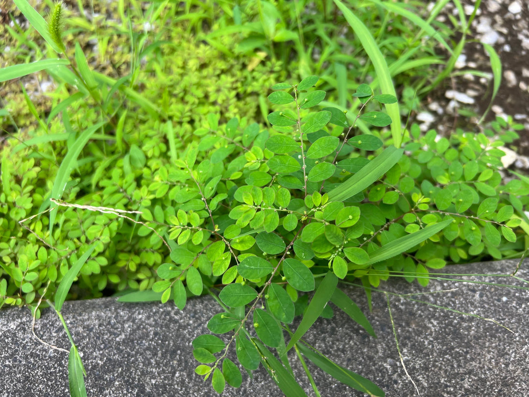 「雑草の不思議」