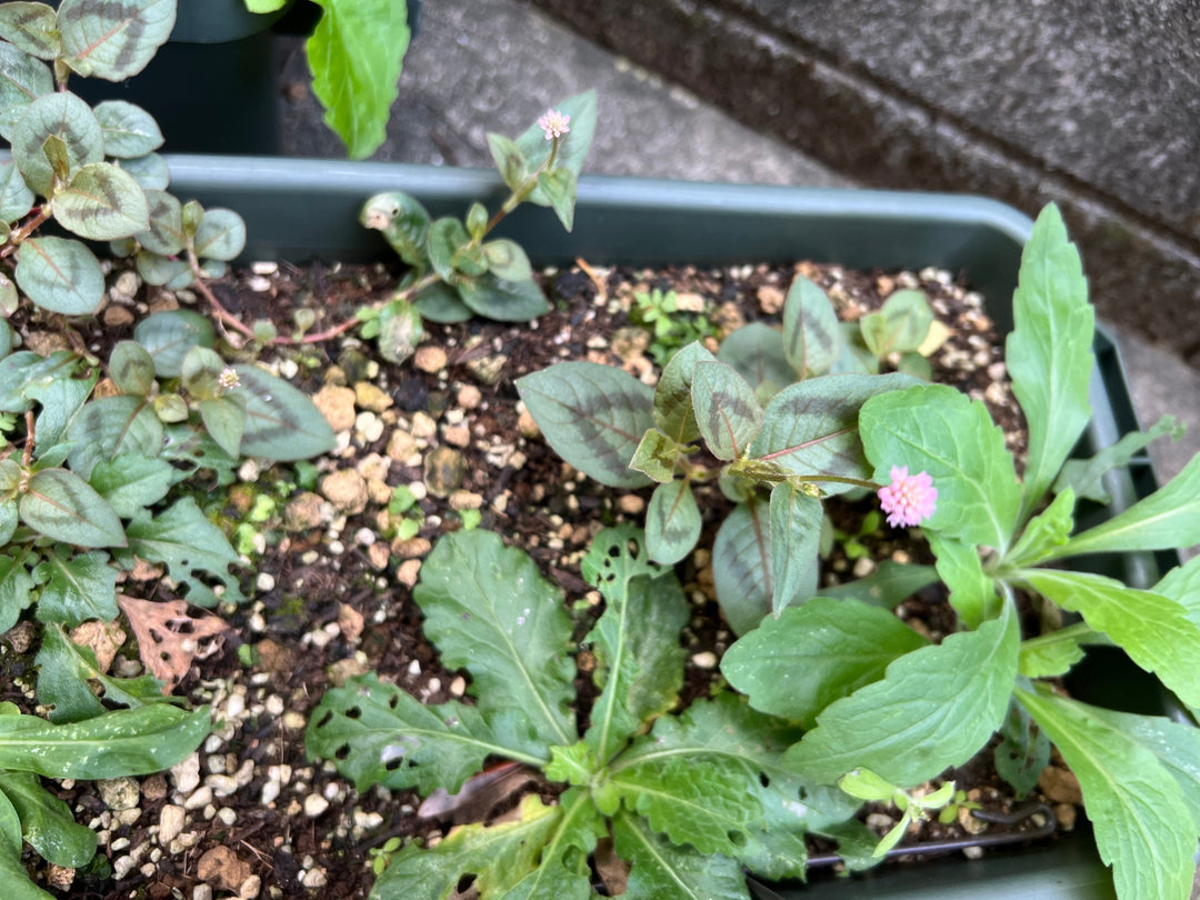 「ヒメツルソバ」